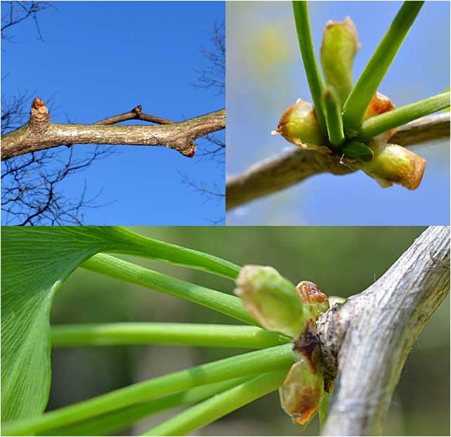 Bud, bud scale, and leaf base of Ginkgo biloba. 