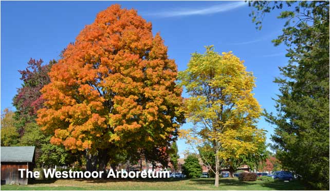 The Westmoor Arboretum has 63 different species of trees and is a Level One Arboretum. 