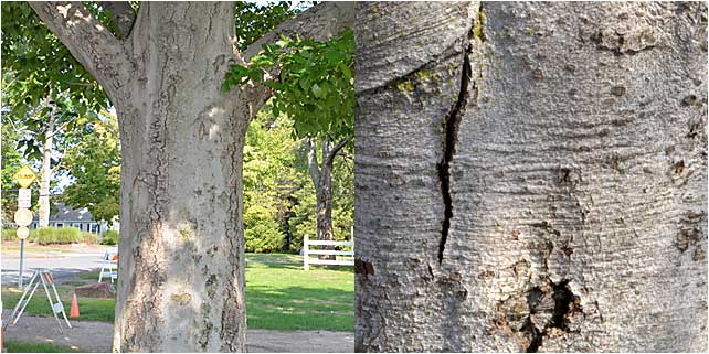 The distinctive bark of Beech trees is a simple key to identifying them. 