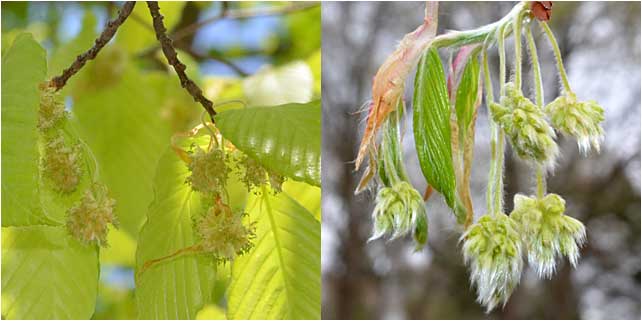 The male and female flowers of the American Beech tree. 