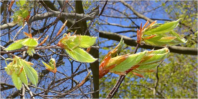 Spring foliage of beech trees is very distinctive. 