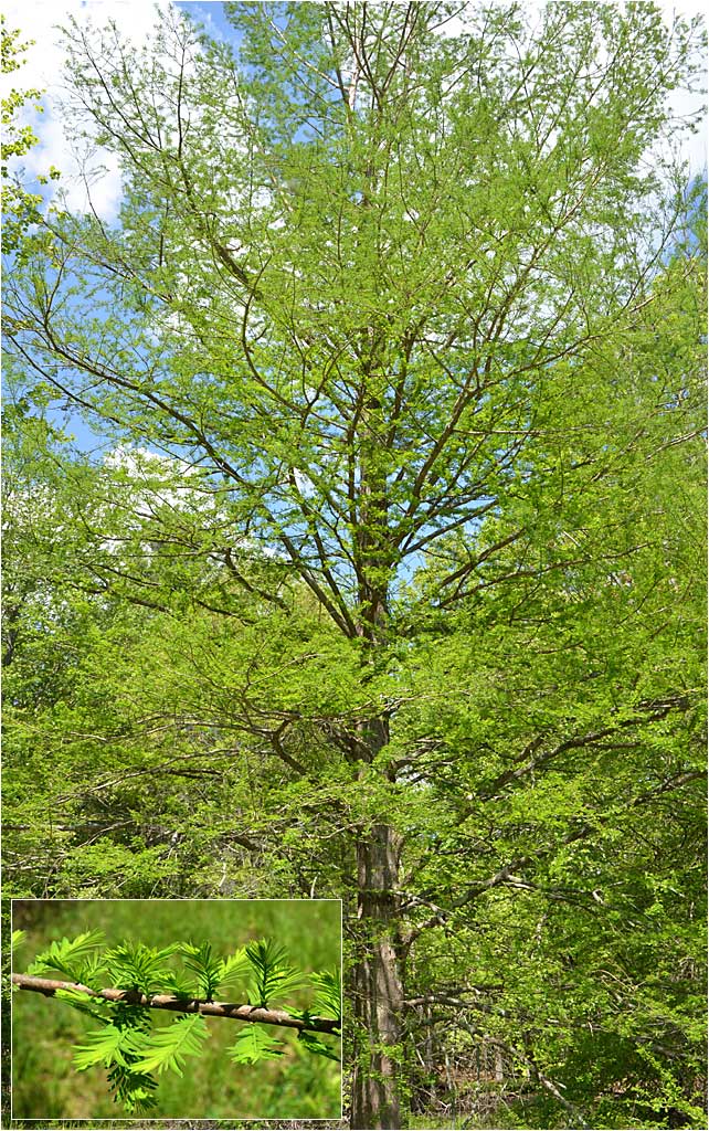 Spring view of Bald Cypress, Taxodium distichum. 