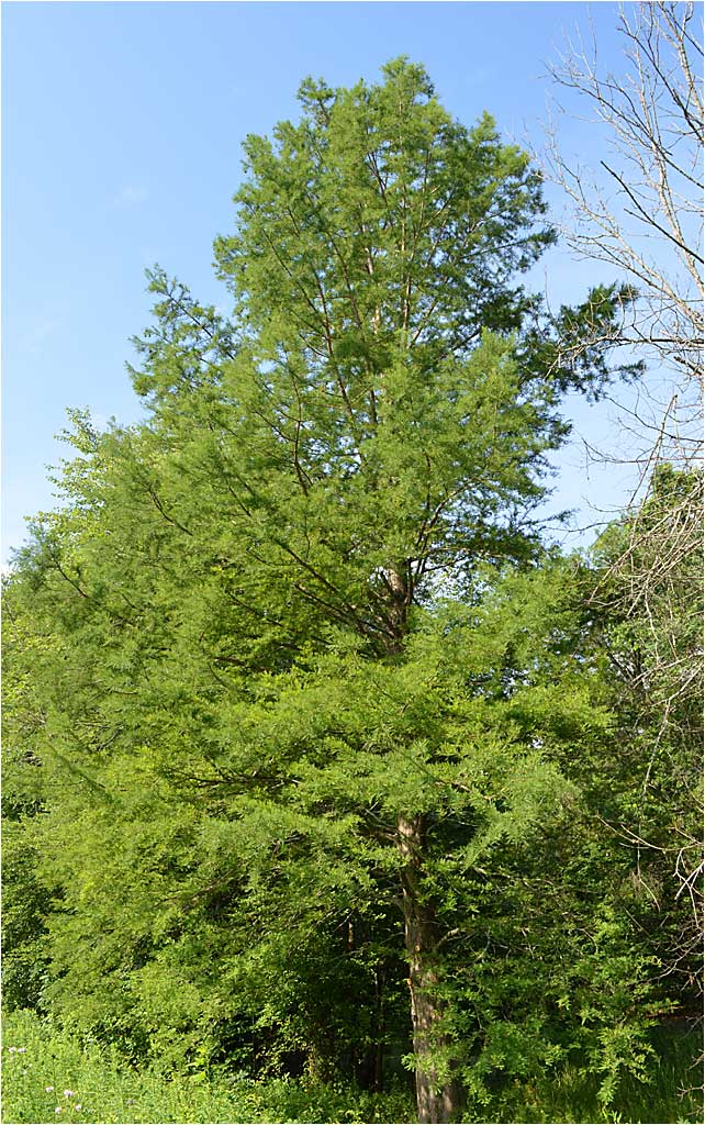 Lush summer foliage of Bald Cypress. 