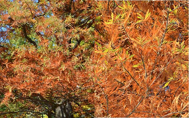 Close-up of fall foliage of the Bald Cypress. 