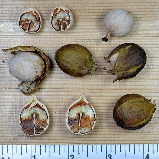 Bitternut Hickory, Carya cordiformis, husk and nut. 