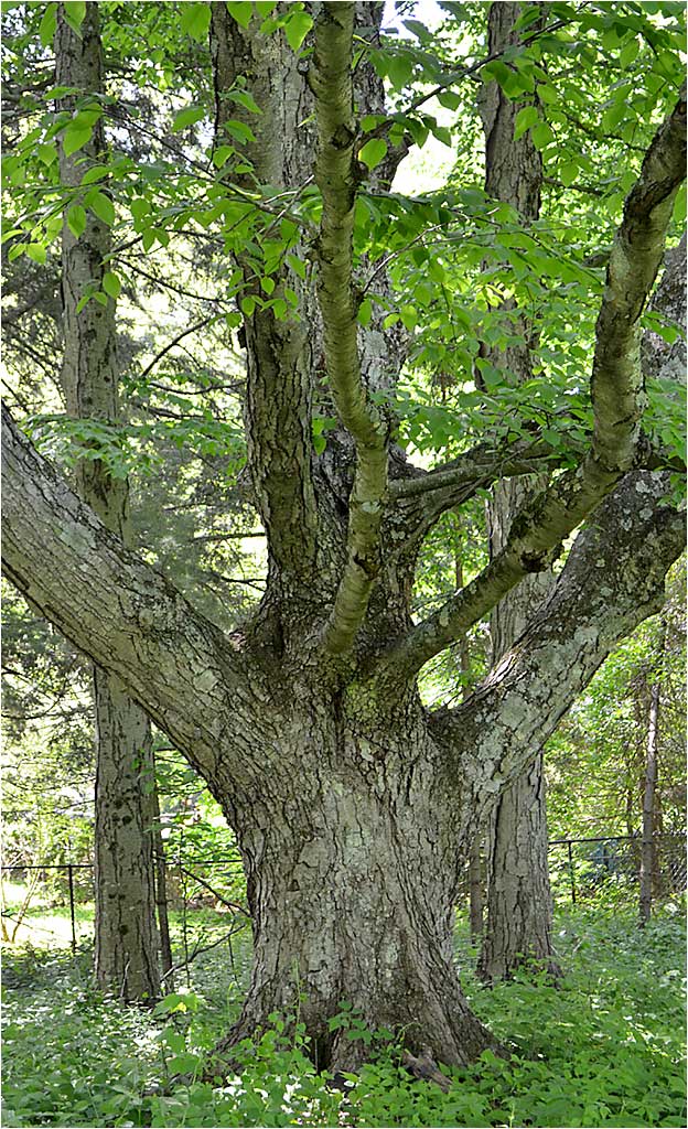 Black Birch, possibly the oldest tree in the Westmoor Arboretum. 
