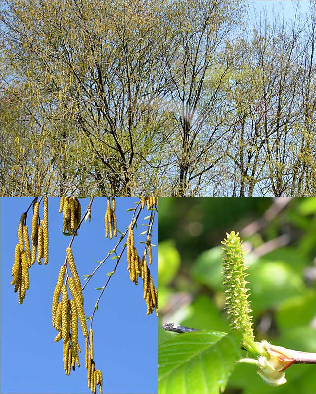 Male and female catkins of Betula lenta, Black Birch tree. 