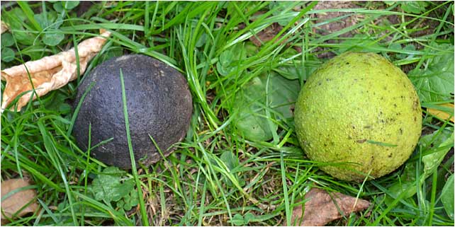 Two phases of the fruit of Black Walnut Tree. 