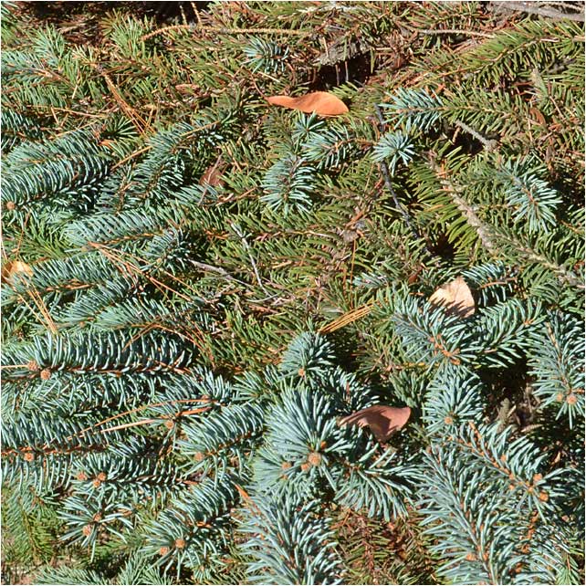 New growth and namesake of Colorado Blue Spruce.
