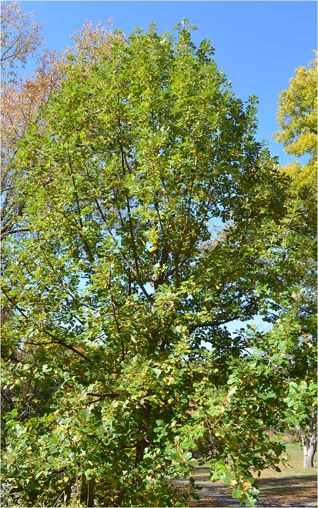 Early fall color, Burr Oak. 