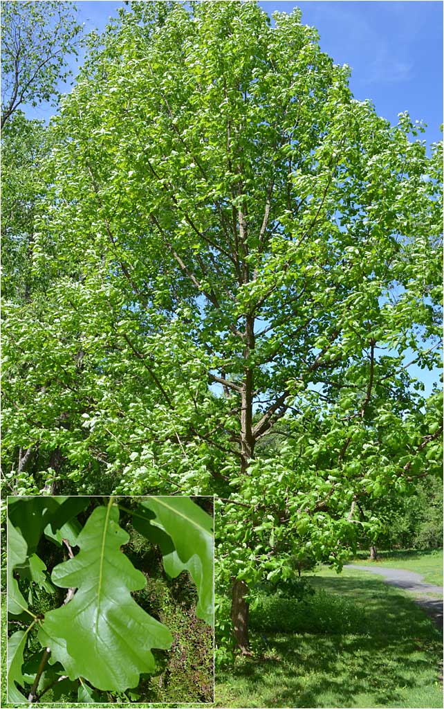 Summer foliage and leaf of Burr Oak. 