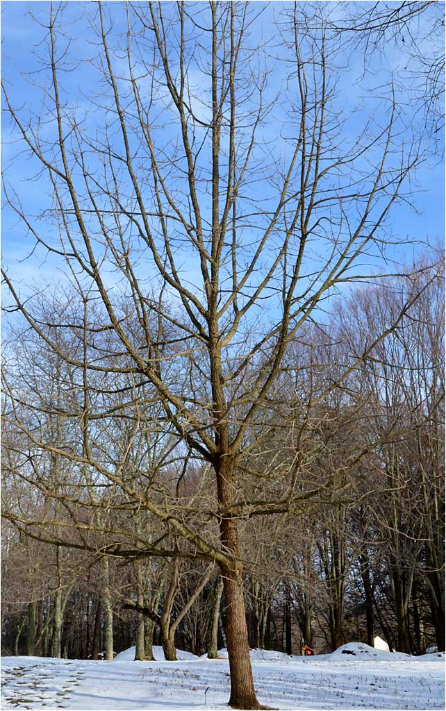 Winter form and branching habit, Burr Oak, Westmoor Arboretum. 