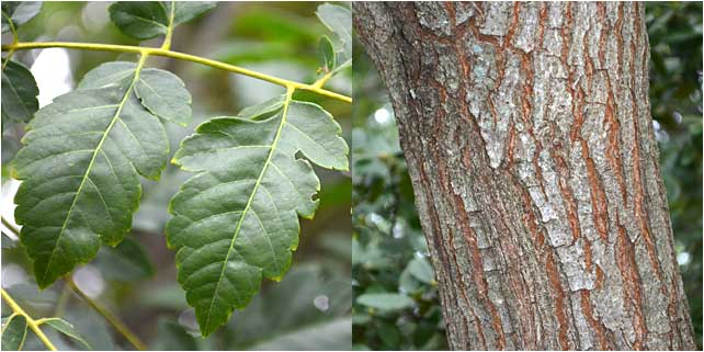 Leaf and bark of the Silverbell are both distinctive. 