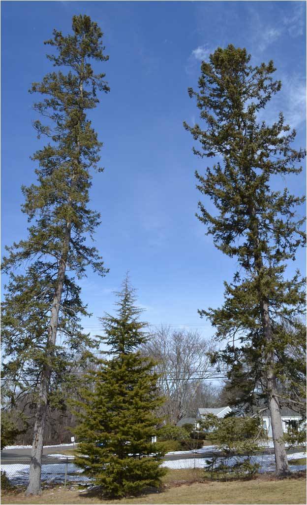 Twin Spruces and Cedar of Lebanon, Westmoor Arboretum. 