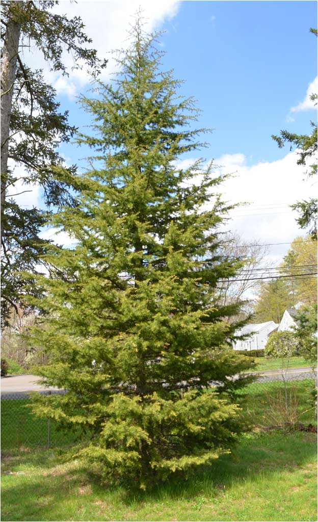 Cedrus libani, the only true cedar tree in the Arboretum. 