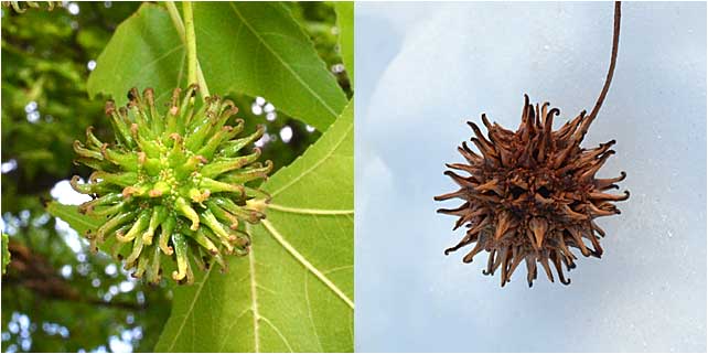 The spiked fruit of Common Sweetgum. 