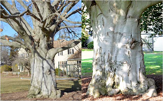 Bark and massive trunk of the Copper Beech at Westmoor Park. 