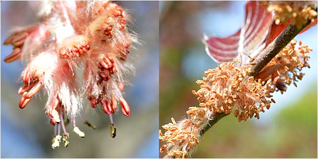 Male and female flowers of the Copper Beech. 
