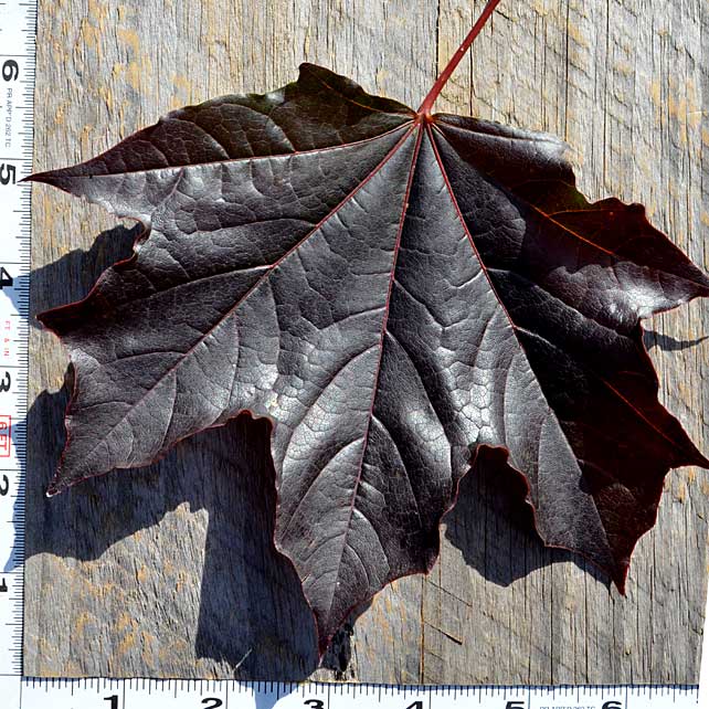 The leaf of the Crimson King, summer and fall color. 