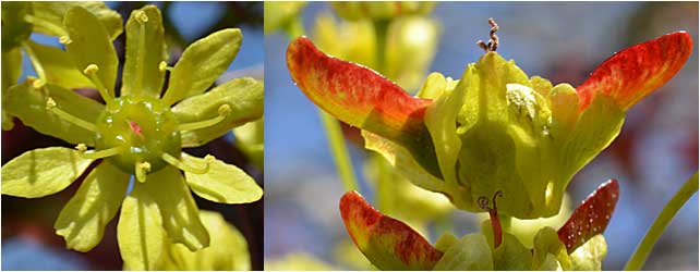 Female flowers of Crimson King/Norway Maple. 