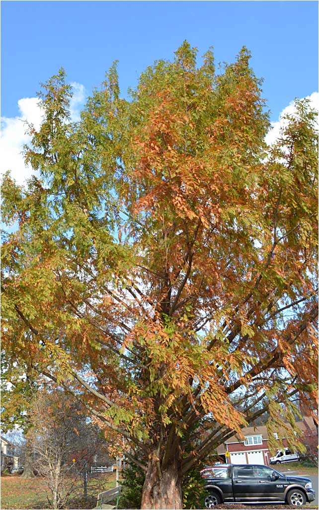 The Dawn Redwood drops its leaves every year, a deciduous conifer. 