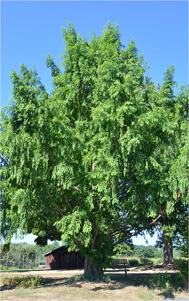 Summer foliage of Metasequoia glyptostroboides.

