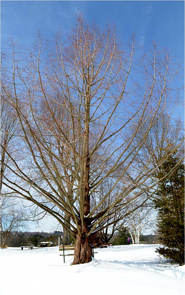 Dawn Redwood was thought to be extinct until 1940. 