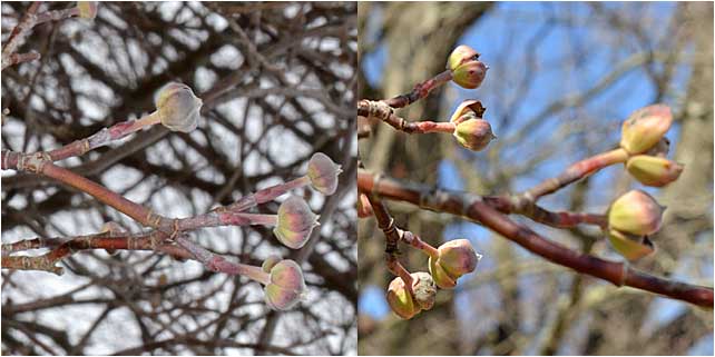 Winter and spring buds of Flowering Dogwood. 
