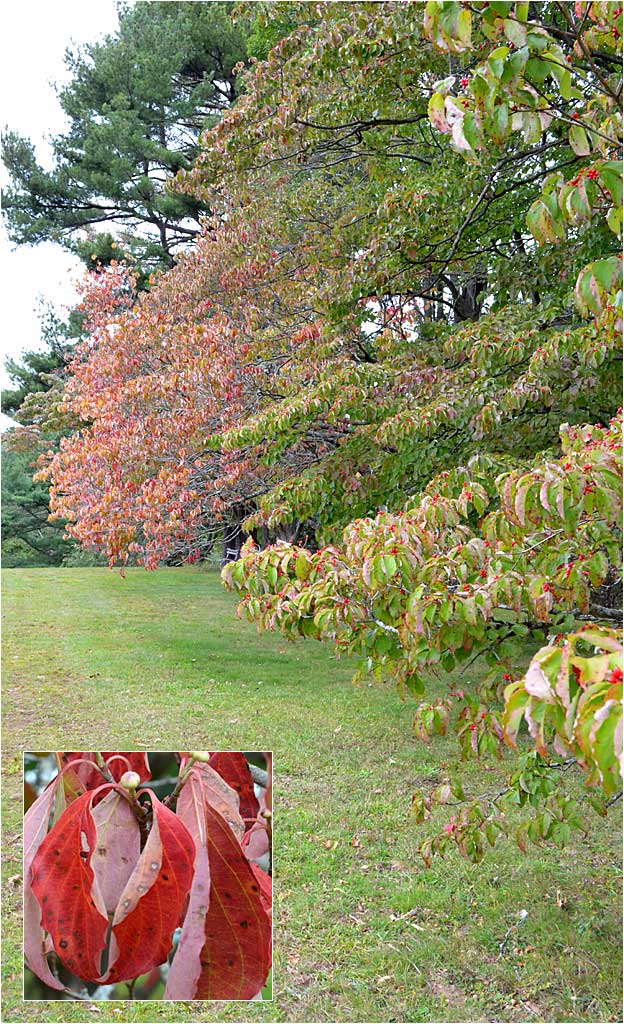 Fall color of Flowering Dogwood Row. 