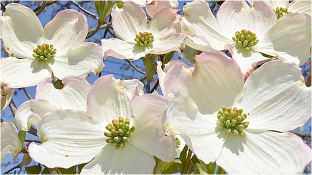 Spring bloom of Cornus florida