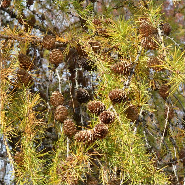 Close-up of fall foliage of European Larch at The Westmoor Arboretum. 