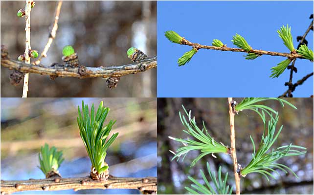 Breaking needles in early spring of the European Larch at the Westmoor Arboretum.
