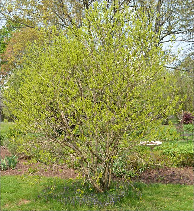 Fringe tree in Spring, Westmoor Arboretum. 