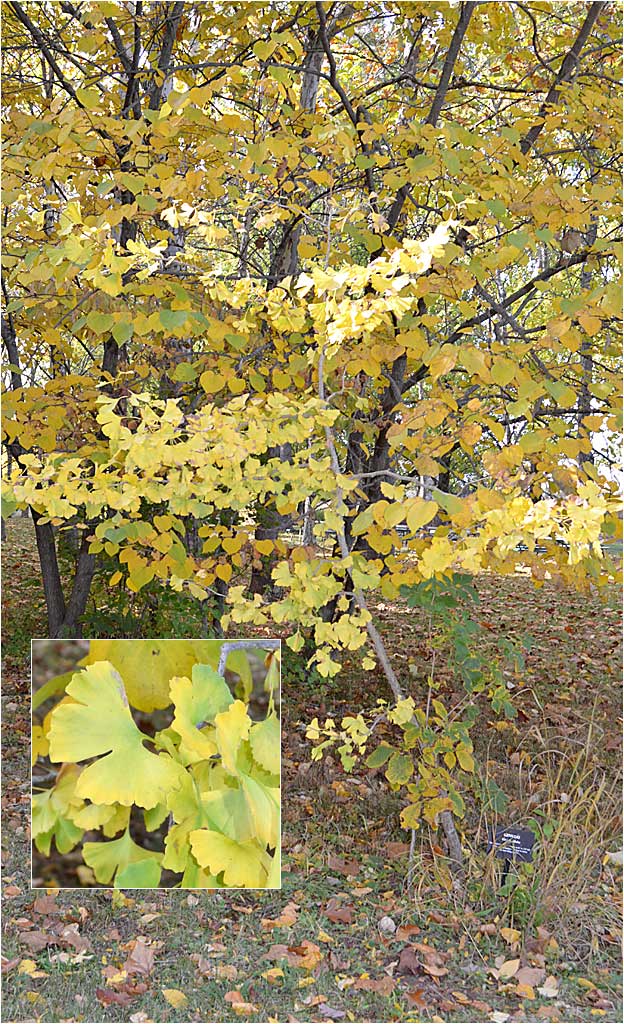 Fall view of Ginkgo tree, Ginkgo biloba, Westmoor Arboretum. 
