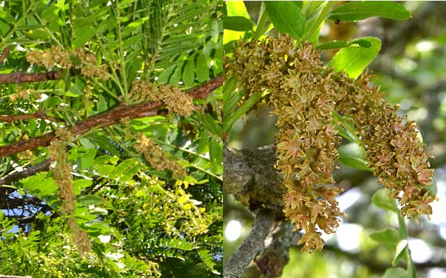 Mature male flowers of the Honey Locust, Gleditsia triacanthos. 