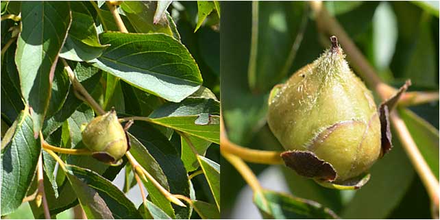 Fruit of Japanese Stewartia appearing in August.
