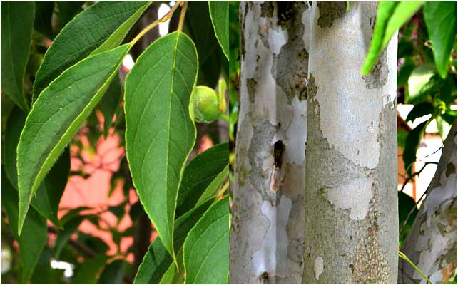 The leaf and 4-season bark of psedocamellia.