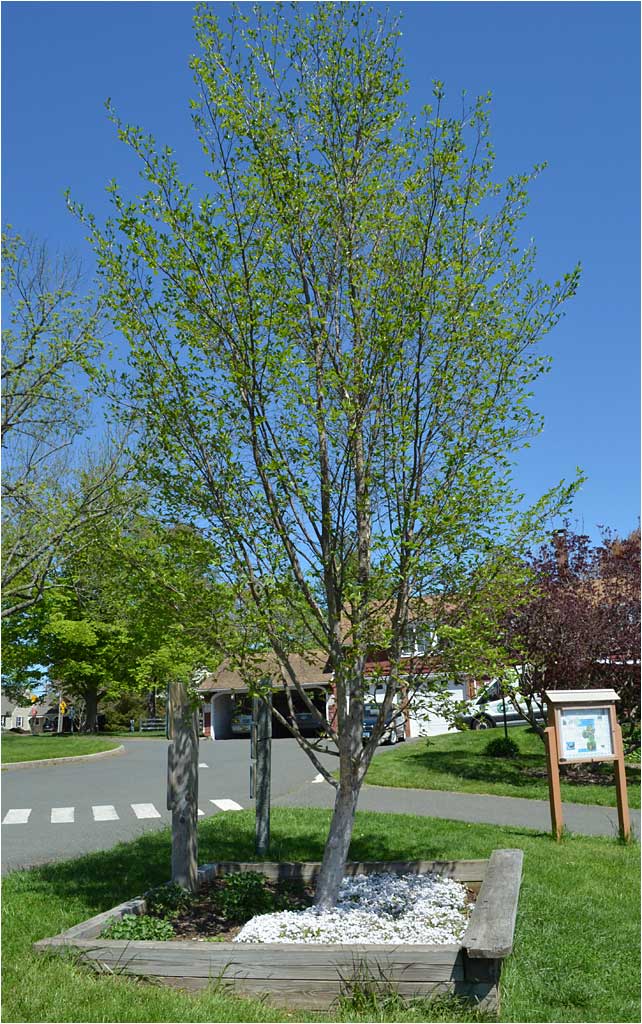 Japanese Stewartia tree, spring habit. 
