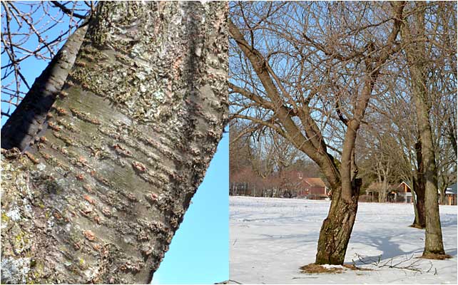 Bark and winter habit of the Kanzan Cherry tree. 