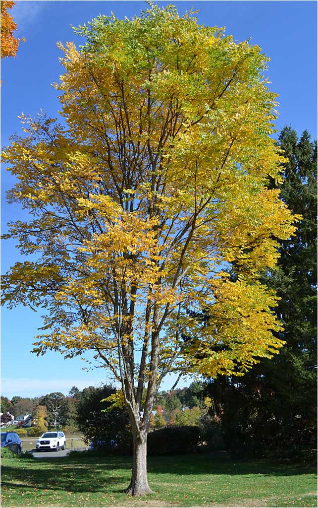 Bright yellow fall foliage of the Kentucky Coffee Tree. 