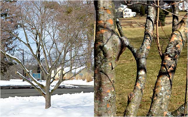 Showy bark in winter rounds out the four season interest in Kousa Dogwood. 