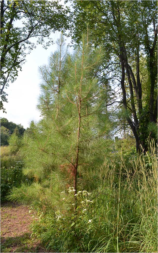 Loblolly Pine, new planting 2017, The Westmoor Arboretum. 