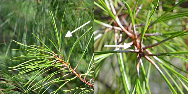 Close-up ofhte needles of Loblolly Pine, Westmoor Arboretum. 