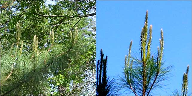 New growth on Westmoor Arboretum Loblolly pines. 