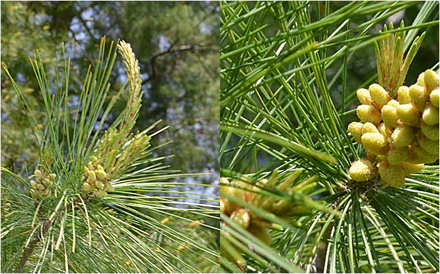 New growth candles and unique needles of Eastern White Pine. 