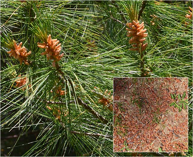 Post pollination cones of eastern White Pine. 