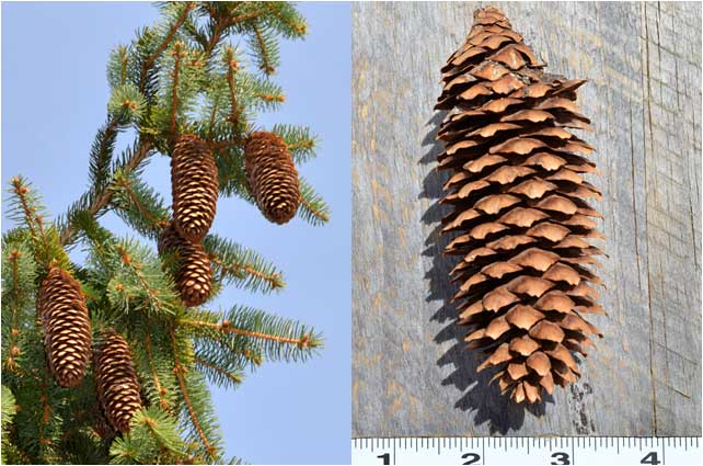 Mature cones are the largest of any Spruce, some 4-7 inches.  They mature in Fall through early Winter. 