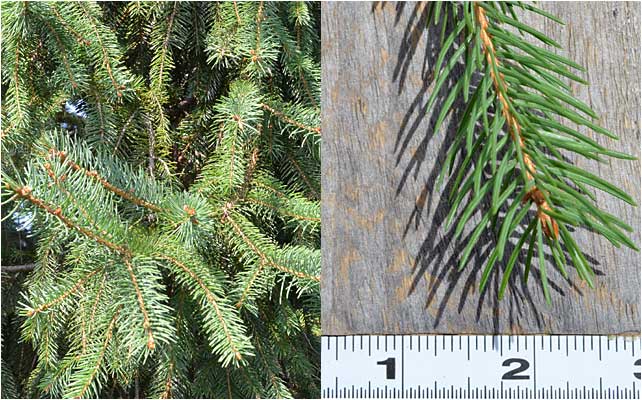 Close-up of the pointed needles of Norway Spruce. 