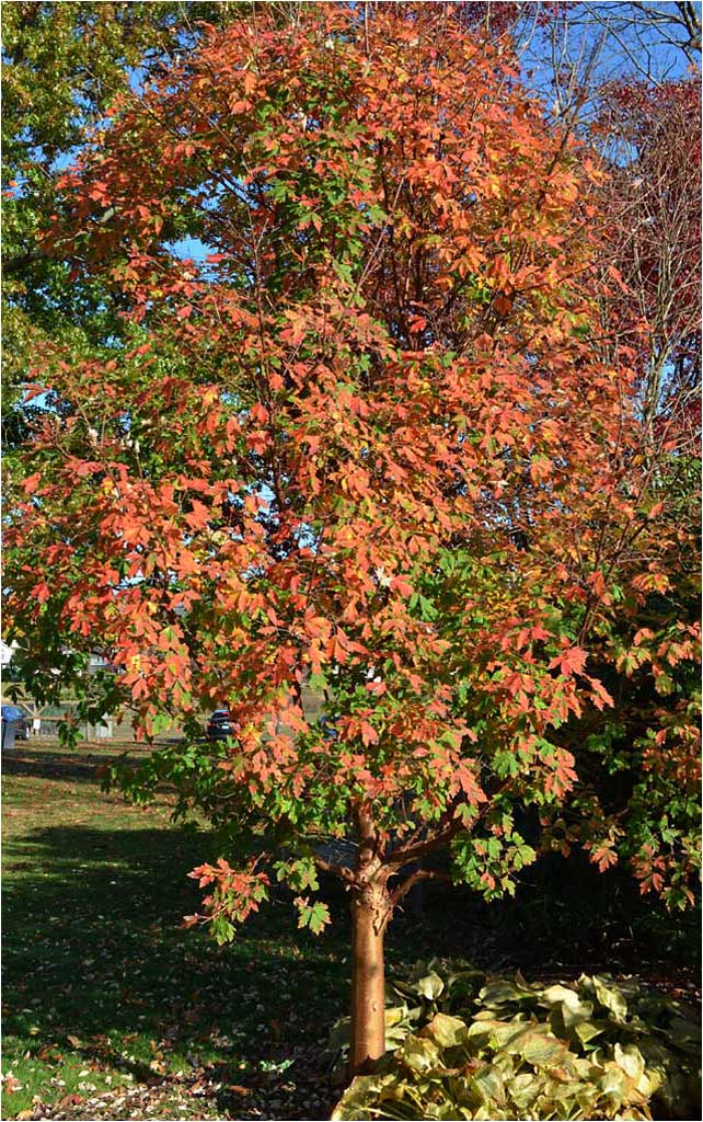 Fall color of Acer griseum, the Paperbark Maple. 