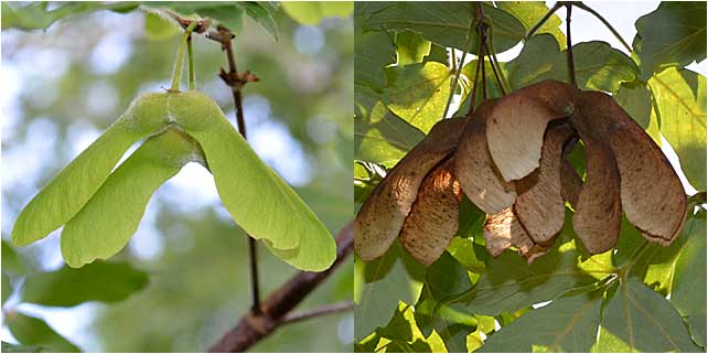 The winged fruit of the Paperbark Maple develops in summer, drops in fall. 